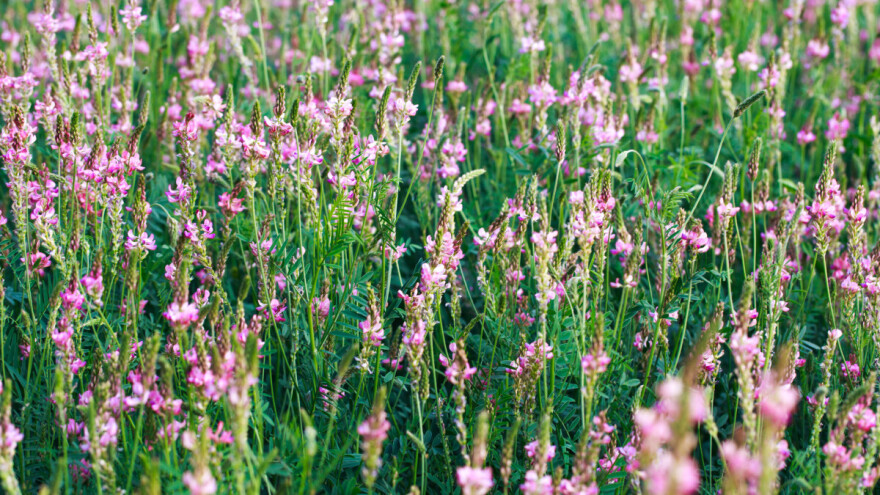 Evo 4 manje poznata usjeva koja se koriste za održavanje ugara