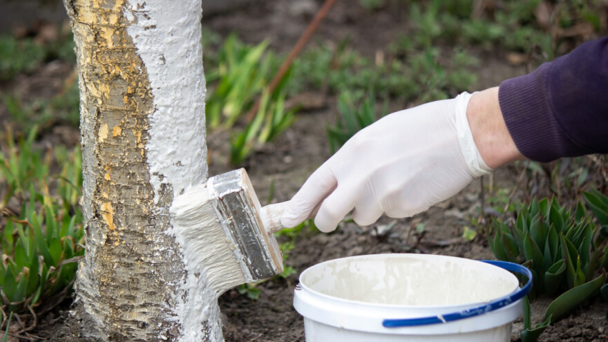 Krečenje voćaka: Treba li sačekati da opadne lišće?