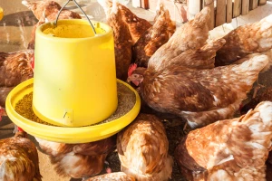 Zabraniće GMO u stočnoj hrani: Živinarstvo u Poljskoj pred kolapsom?