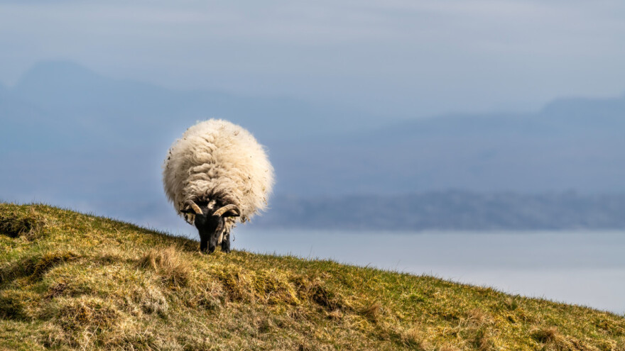 Spašena ovca: Dvije godine samovala u podnožju litice