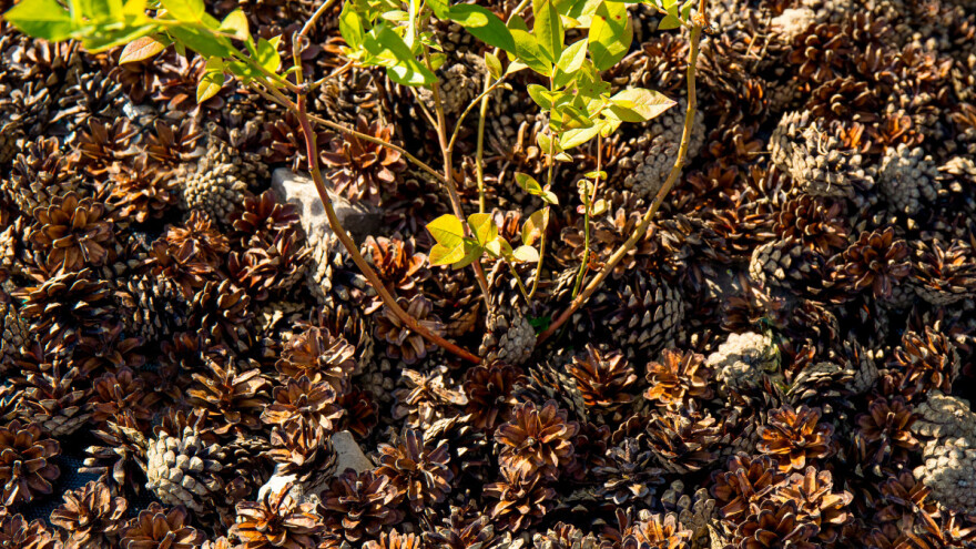 Kako iskoristiti šišarke i na šta paziti?