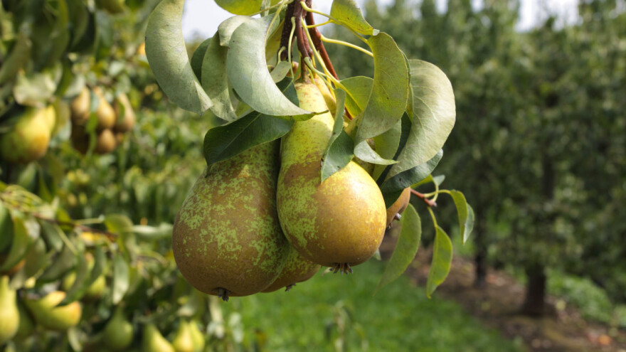 Zašto su se naši preci prema drvetu kruške odnosili s poštovanjem?