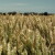 Plamenjača pšenice širi se zbog klimatskih promjena - koje regije su najugroženije?