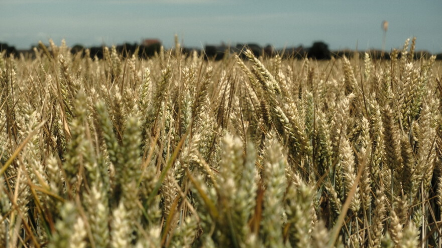 Plamenjača pšenice širi se zbog klimatskih promjena - koje regije su najugroženije?
