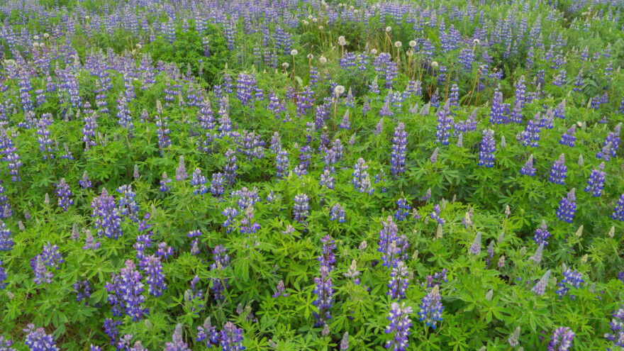 Lupina kao alternativna kultura - daje veće prinose od soje?