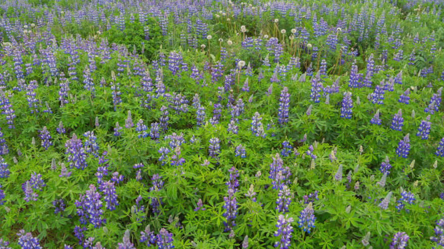 Lupina kao alternativna kultura - daje veće prinose od soje?