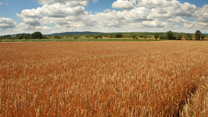 Ekstremne vrućine krajem lipnja smanjuju dobre izglede za prinos žitarica?