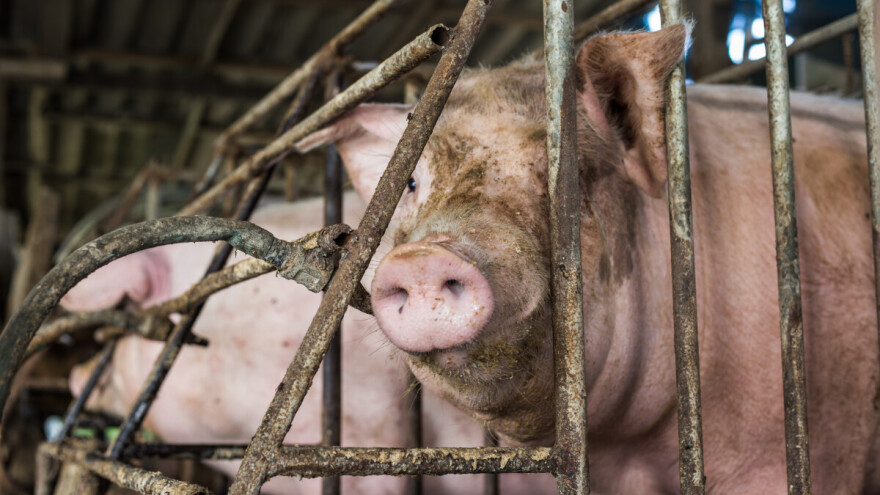 Afrička svinjska kuga ponovno potvrđena u BiH, naše Ministarstvo objavilo apel