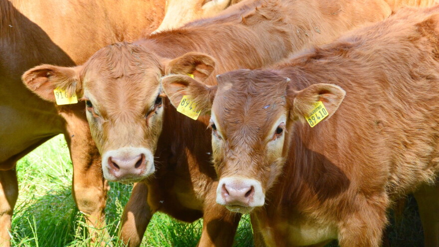 Njemačka mijenja Zakon o zaštiti životinja, na nogama i poljoprivrednici i udruženja