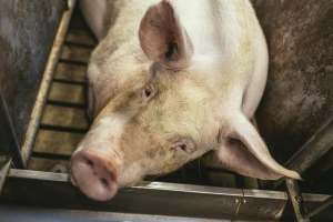 Opet afrička svinjska kuga u Hrvatskoj, potvrđen novi slučaj blizu BiH