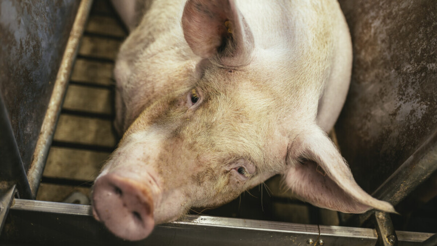 Opet afrička svinjska kuga u Hrvatskoj, potvrđen novi slučaj blizu BiH