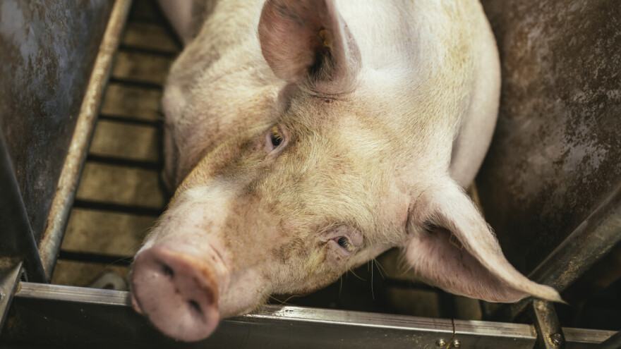 Opet afrička svinjska kuga  - u Hrvatskoj potvrđen novi slučaj