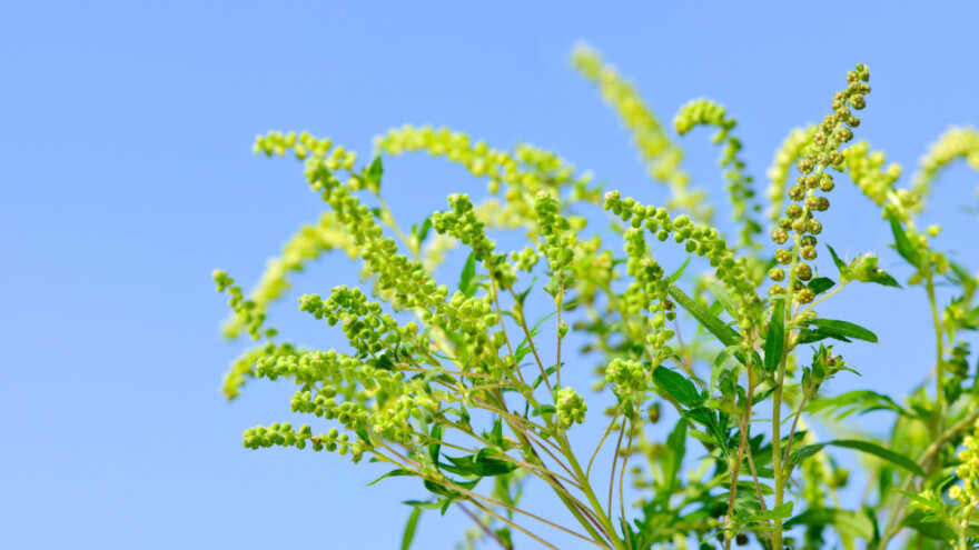 Apel poljoprivrednicima: Uništite ambroziju čupanjem, košnjom ili herbicidima