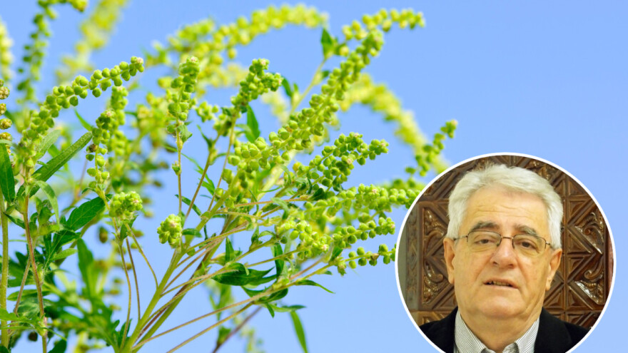 Pred nama je vruć tjedan i milijuni alergenih peludnih zrnaca ambrozije