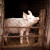 AKS-a nema u Pirotskom okrugu, ali u pojedinim selima zabranjen uzgoj svinja
