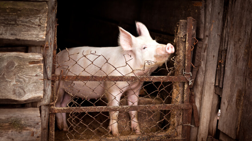 AKS-a nema u Pirotskom okrugu, ali u pojedinim selima zabranjen uzgoj svinja
