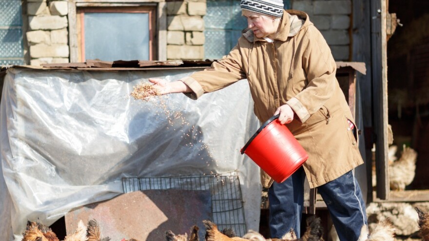 Raste vrijednost prodatih poljoprivrednih proizvoda, najviše u peradarstvu