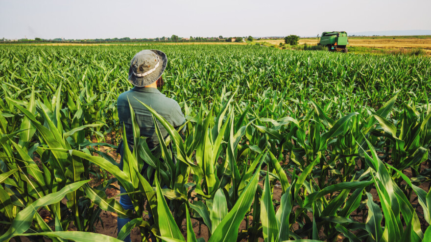 Novi Bayer-ov hibrid niskog kukuruza podnosi vetrove do 120 km/h
