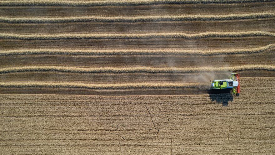 Povećana prognoza globalne proizvodnje žitarica - predvodi jedna vrsta