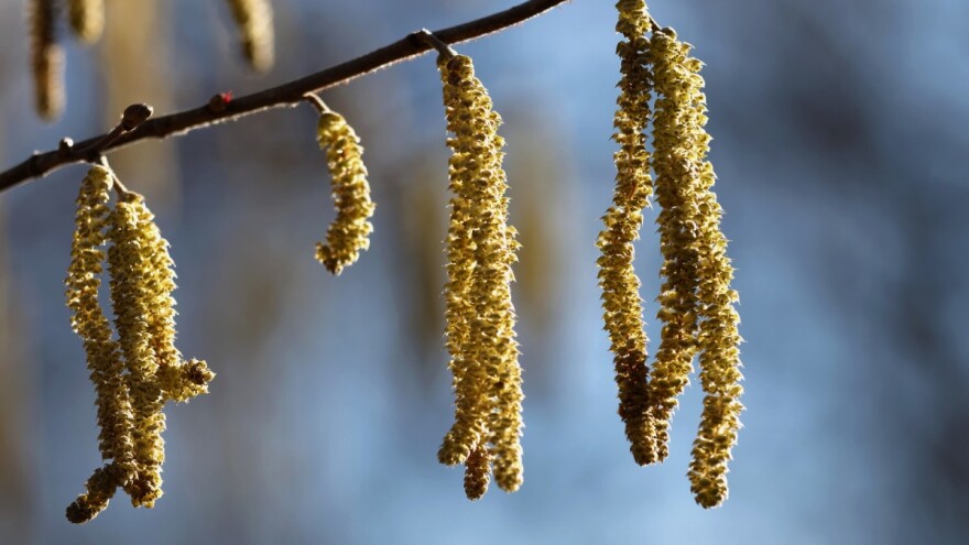 Iz Rusije u Hrvatsku i u ekološku proizvodnju lješnjaka i koza