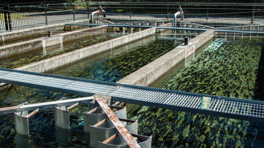 Najvažniji uslovi za podizanje pastrmskih ribnjaka