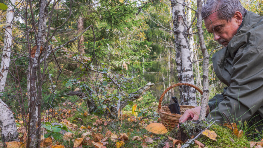 Ne morate jesti sintetičko meso, ima prirodna alternativa