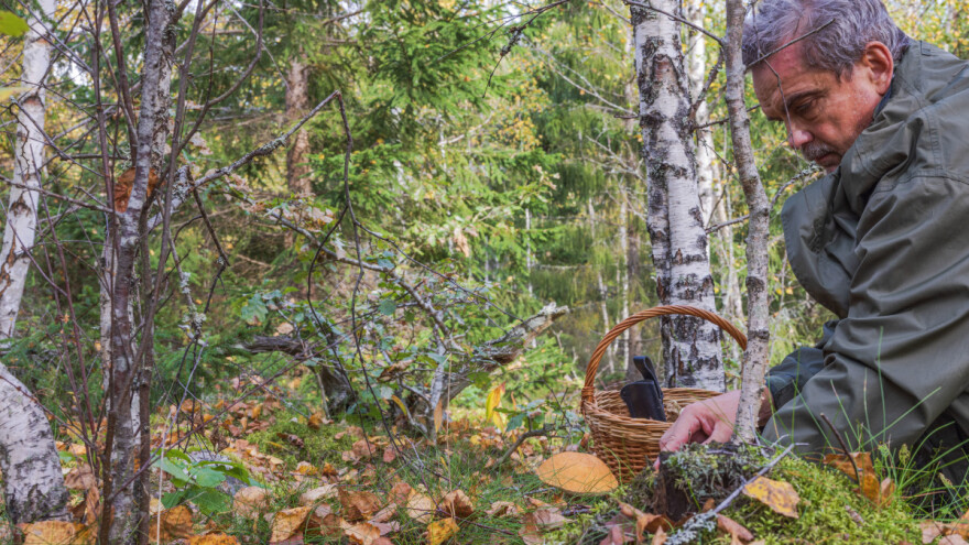 Ne morate da jedete veštačko meso, ima prirodna alternativa