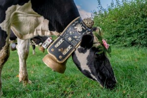 Kome smeta zvuk zvona na kravama?