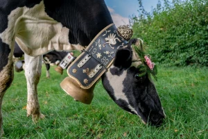 Kome smeta zvuk zvona na kravama?
