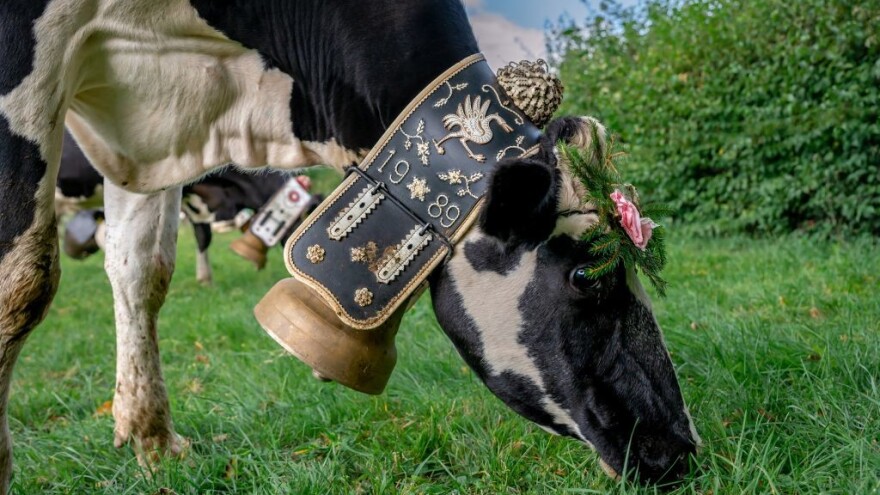 Kome smeta zvuk zvona na kravama?