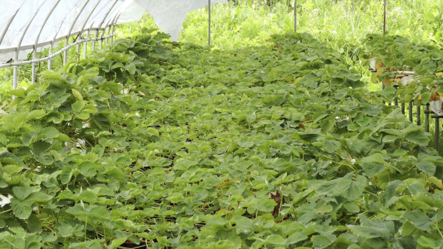 Proljetni sajam Poljoprivredne i veterinarske škole Osijek