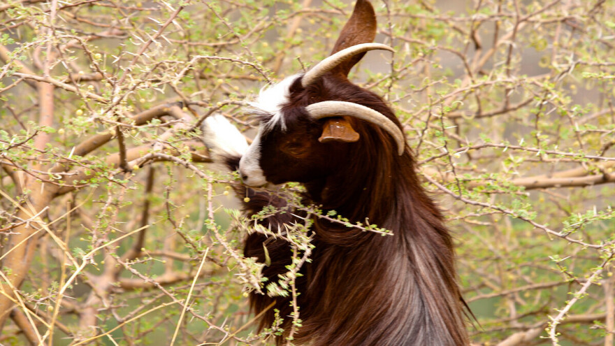 Koze spasile knjižnicu Ronalda Reagana od požara