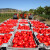 Pretukli poljoprivrednika i ukrali 2 tone rajčica - velika kriza u Indiji