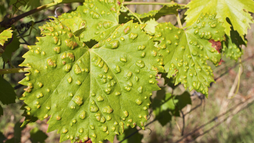 Jak napad grinja šiškarica na vinovoj lozi