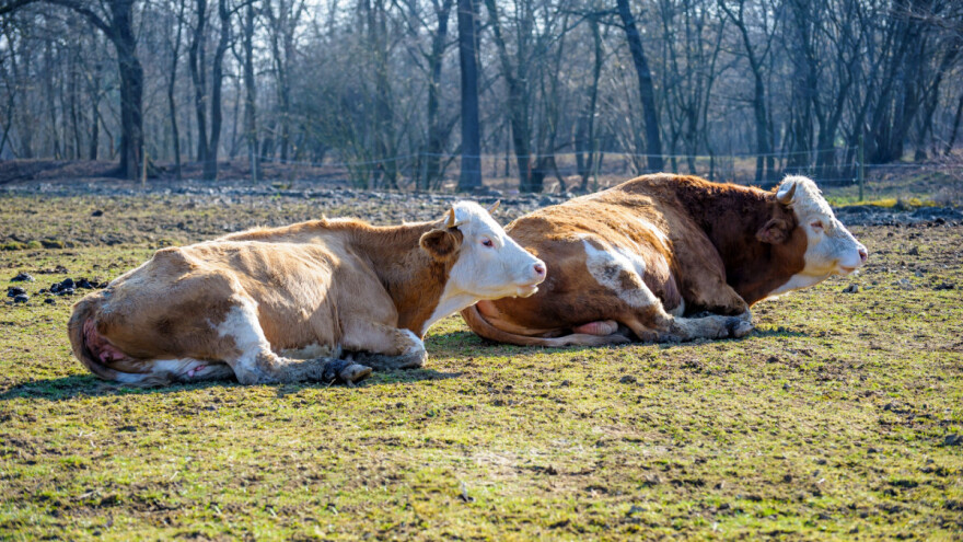 I na meso iz uvoza uvedite standard o dobrobiti životinja - poručuje EU zvaničnik