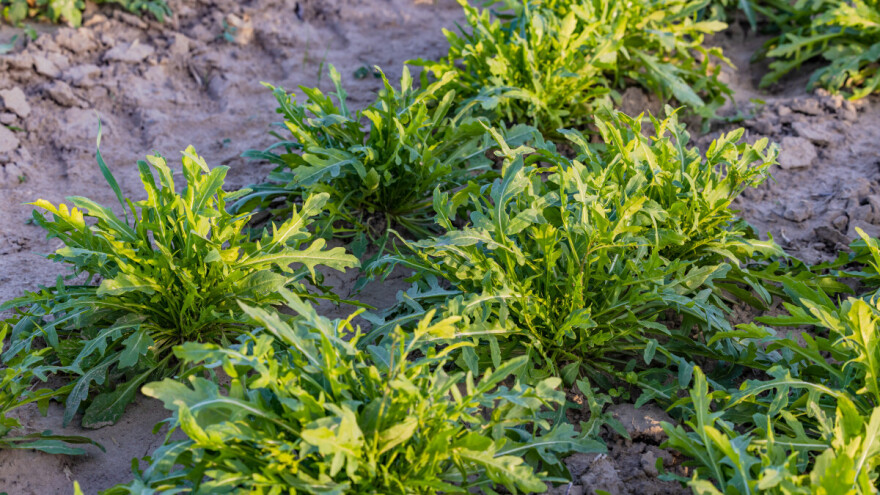 Kupusni buhač štete čini i rikoli - kako napraviti eko sredstva za zaštitu?