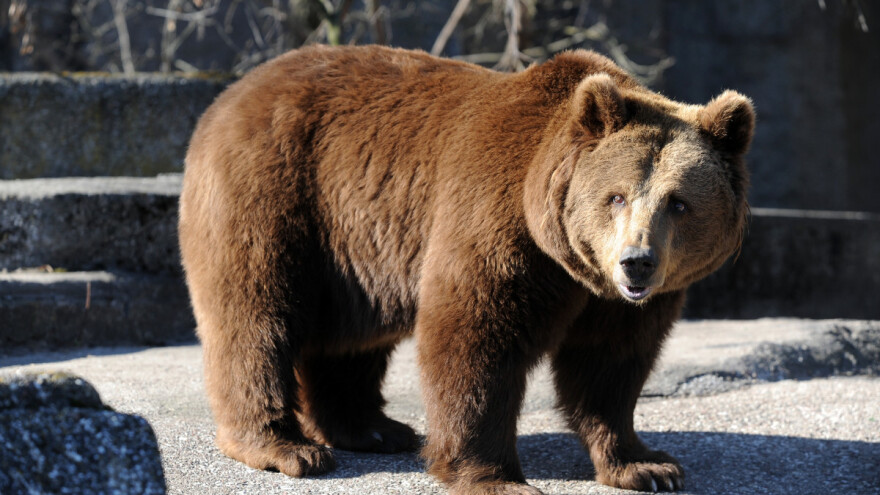 Aplicirajte za novčanu podšku ako želite istraživati krupne zvijeri u BiH?