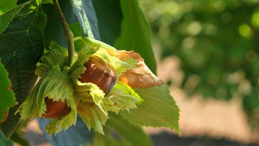 Kako i kada obaviti zimsku rezidbu lijeske?