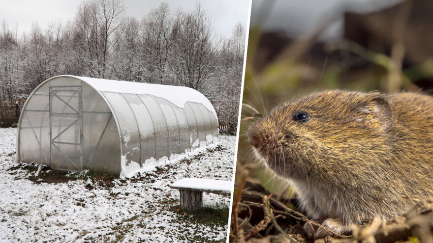 Kako otjerati glodare iz plastenika?
