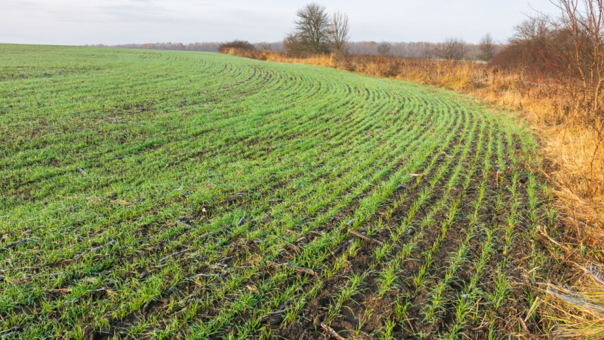Pet načina kako povećati količinu gvožđa u zemljištu