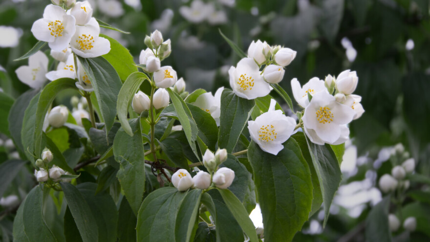Jasmin, grm opojnog mirisa i simbol sreće, zašto ga treba imati u vrtu?