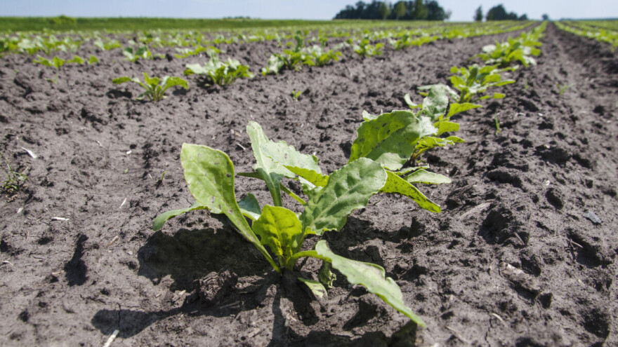 Rastu površine pod šećernom repom, a i proizvodnja
