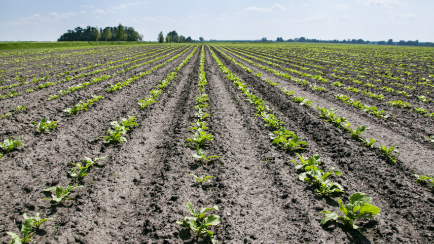 Pipa i peščar napadaju useve šećerne repe