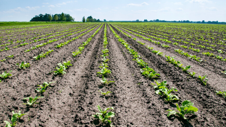Najveći gubitak u povijesti uzgoja šećerne repe u Francuskoj - vlada obećala odštetu
