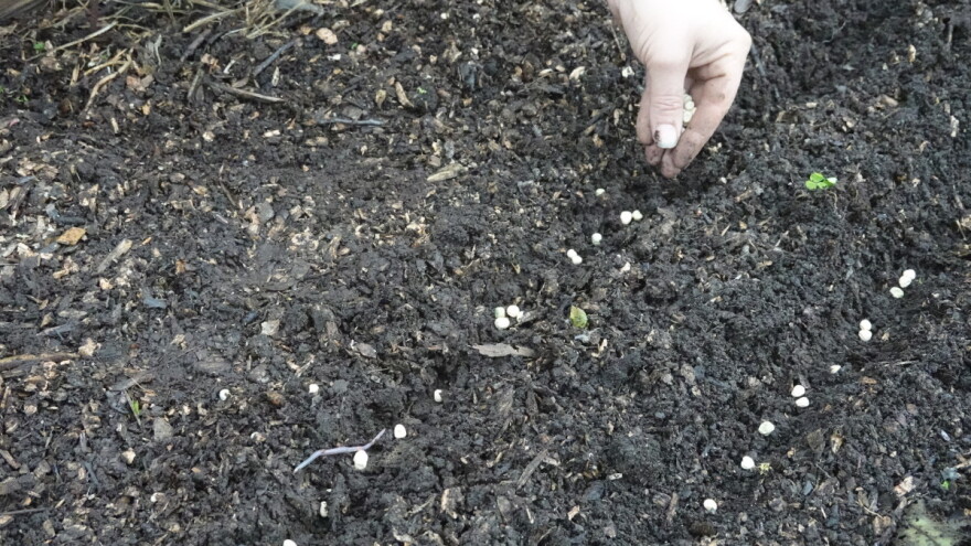 Evo šest vrsta povrća za sjetvu i sadnju na otvorenom u februaru