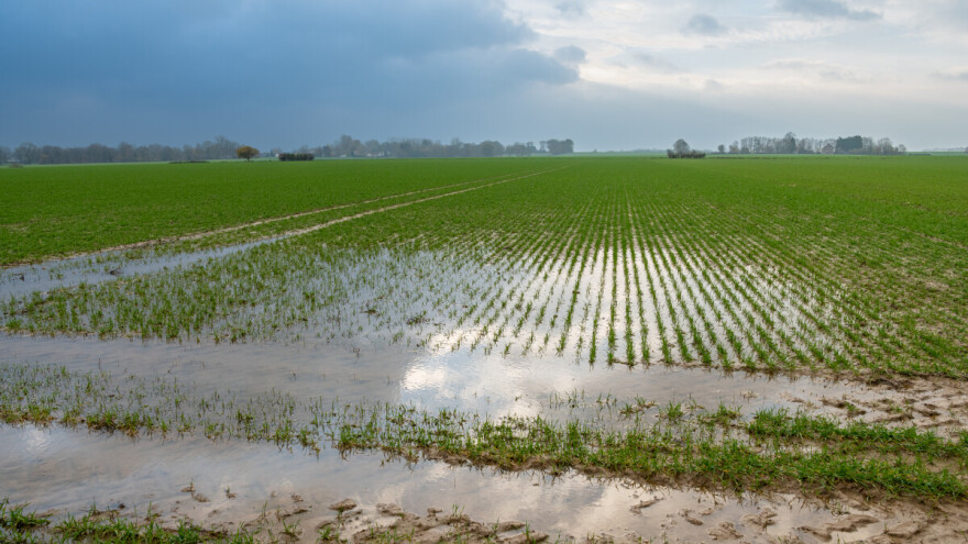 Kasne sa đubrenjem zbog poplavljenih polja - kakvo je stanje useva u Evropi?