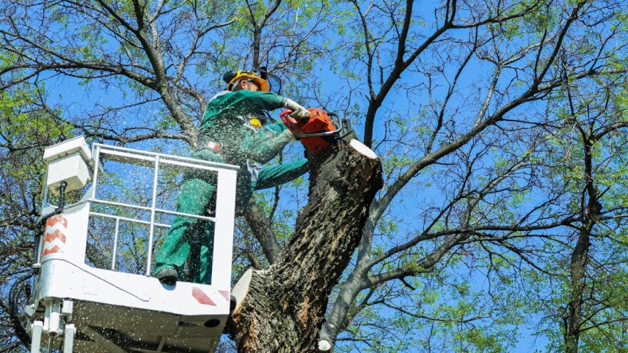 Šta se mijenja kod prodaje drvnih sortimenata i ljekovitog bilja u KS?