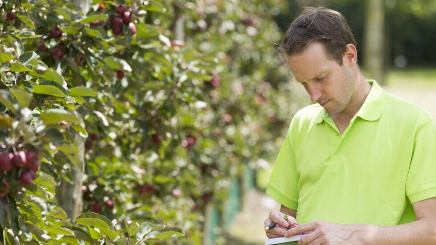 Ljetni radovi u nasadima jabuke - na što posebno obratiti pažnju?