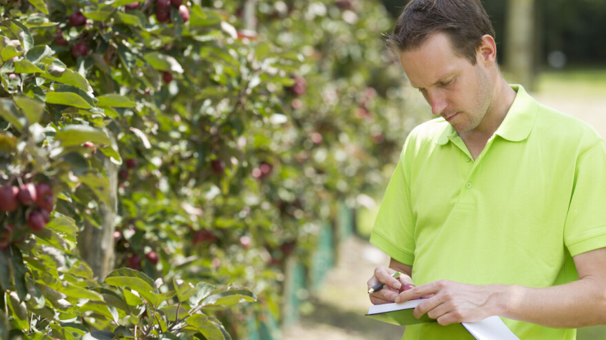 Letnji radovi u zasadima jabuke - na šta posebno obratiti pažnju?