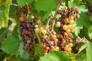 Kraljevska vina od grožđa zahvaćenog plemenitom plijesni